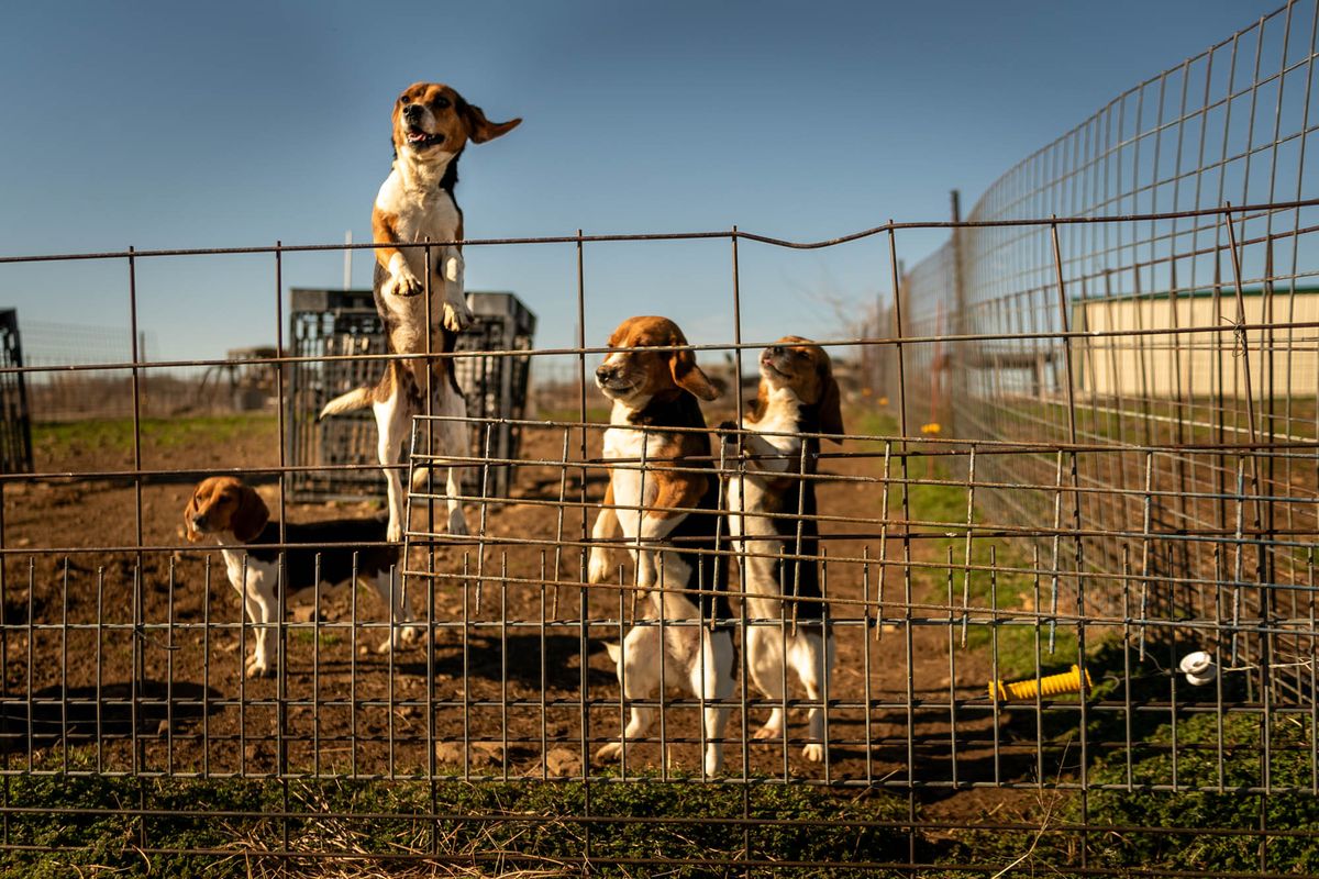 Lab beagles living outdoors at an animal testing facility in Nowata, Okla.  (GENE BLALOCK/)
