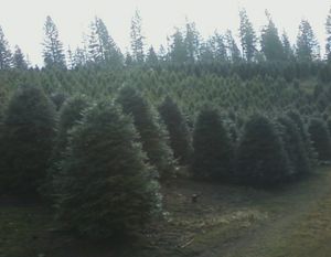 Christmas trees at Camden Ranch in Elk. (Maggie Bullock)