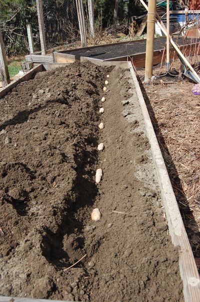 Whole seed potatoes are started in a trench covered with a few inches of soil. As they grow, more soil will be mounded around the growing plants. Special to  (Pat Munts Special to)