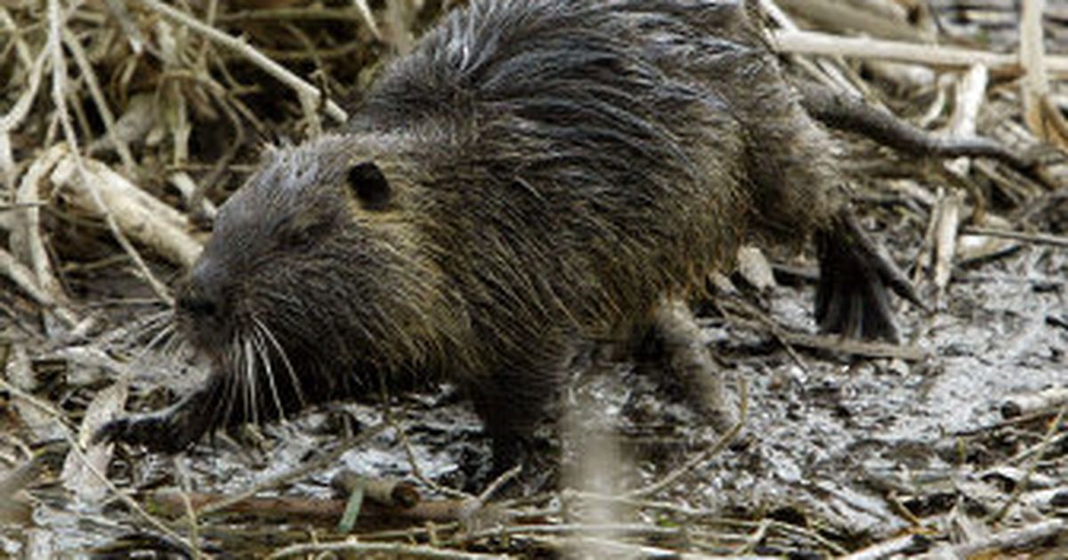 Nutria found near Lake Washington | The Spokesman-Review