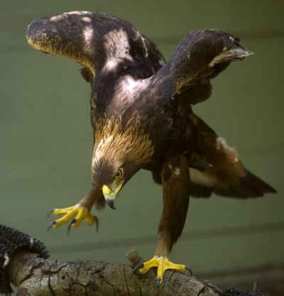 Solomon, a 14-year-old golden eagle, perches on a branch at the Sulphur Creek Nature Center in Hayward, Calif. According to keepers, a wind turbine near the Altamont Pass severed a portion of Solomon’s left wing in 2000, leaving him unable to fly. (Associated Press)