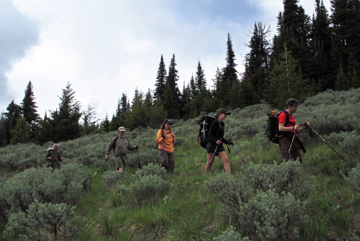 Conservation Northwest volunteer Holly Weiler, second from right, guided a group of hikers on a 14-mile tour around Columbia and Jungle Hill mountains on June 22 to showcase natural highlights of the Kettle River Range.  (Rich Landers / The Spokesman-Review)