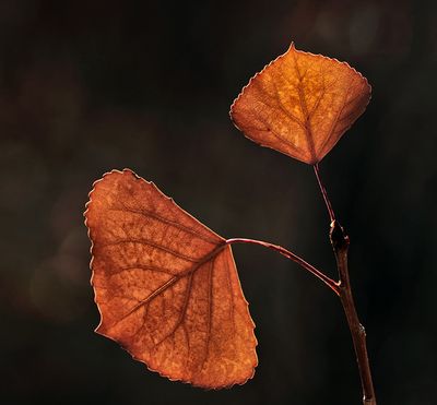 Rick Diffley’s “Two Brown Leaves,” part of his photo collection at Brick Wall Gallery.