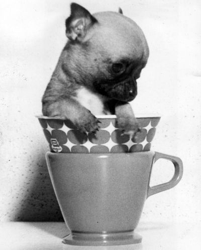 S-R Archive find of the day: In this 1964 photo, the three and a half inch opening of this coffee standard is plenty room for Pearl-Crest Senor El Togo, a Chihuahua pup who weighs just six ounces at six weeks and is only half he size of the other pups in the litter. Mrs. Dennis Pearl is the pup's owner in Lewiston, Idaho. (Photo Archive/ Spokesman Review)