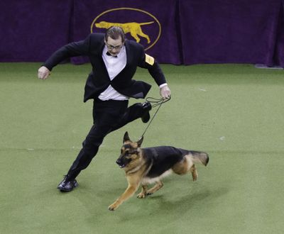 A handler guides Rumor, a German shepherd who later won Best in Show, at the 141st Westminster Kennel Club Dog Show on Tuesday, Feb. 14, 2017, in New York. (Frank Franklin II / Associated Press)