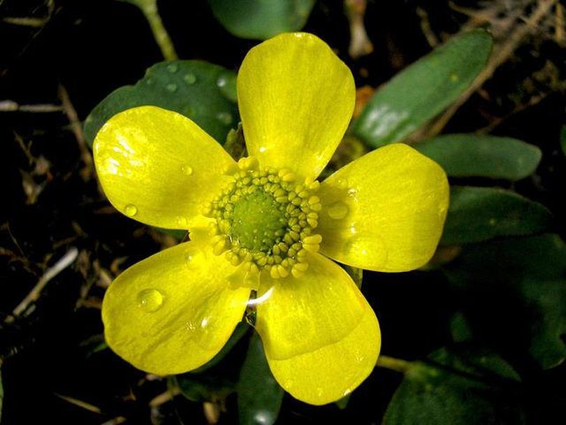 Buttercups are late-winter blooming wildflowers in the Inland Northwest.