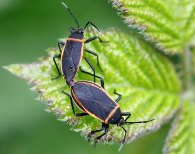 ORG XMIT: ORROS101 A couple of bordered plant bugs are shown on a leaf at Stewart Park in Roseburg, Ore., on Wednesday, May 6, 2009. (AP Photo/The News-Review, Robin Loznak) (Robin Loznak / The Spokesman-Review)