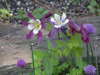 Columbines are good early summer flowers for attracting predator insects. Courtesy of Pat Munts (Courtesy of Pat Munts / The Spokesman-Review)