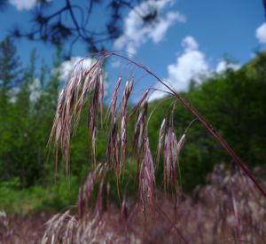 Cheatgrass has seed spears that get in hikers' socks and can cause medical problems for dogs when they get into the animal's nose, ears or between toes.