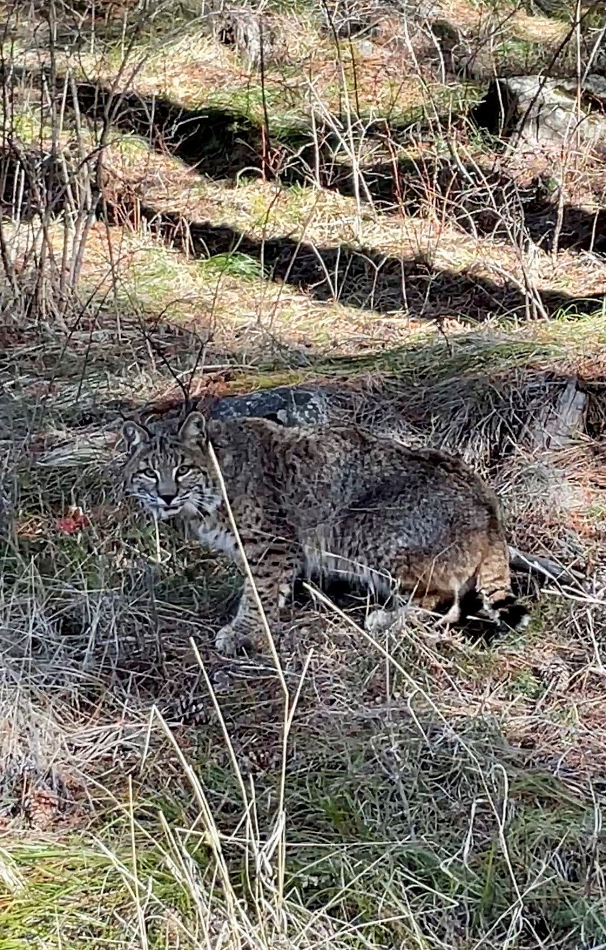 A male bobcat north of Yakima that was GPS-collared last winter as part of a WDFW study. Between their camouflaged appearance, ghostlike traits and wariness of humans, bobcats are rarely seen.  (Courtesy of Lindsay Welfelt, a WDFW wildlife biologist)