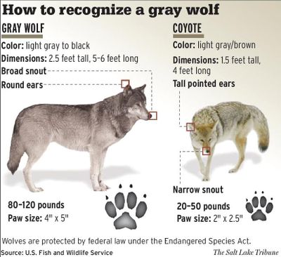 Chart illustrates key identification differences between wolves and coyotes.