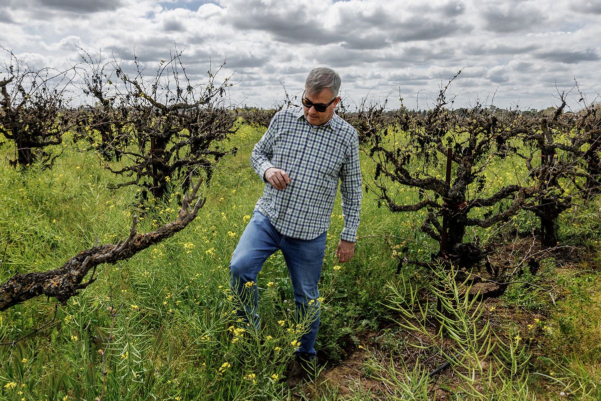 Lodi winegrape Commissioner Stuart Spencer walks past rows of unpicked shriveled grapes left on a vineyard on March 25 in Lodi, Calif.  (Gina Ferazzi/Los Angeles Times/TNS)