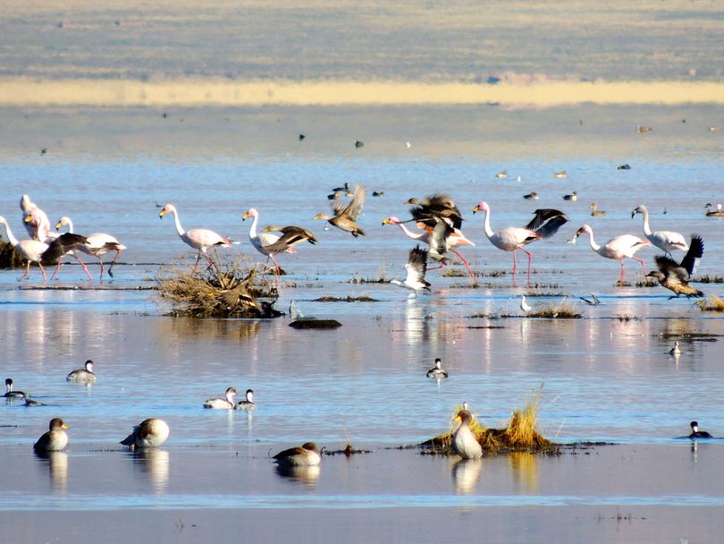 Flamingos gather at lagoons in the high Andes of South America.   (Pacific Biodiversity Institute)