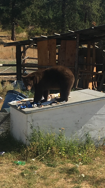 When recreating outdoors, be especially care of how and where you handle and dispose of food.  (Colville Tribes Fish & Wildlife/courtesy)