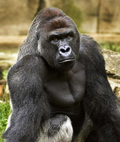 This 2015 file photo provided by the Cincinnati Zoo and Botanical Garden shows Harambe, a western lowland gorilla, who was fatally shot May 28  to protect a 3-year-old boy who had entered its exhibit. (Jeff McCurry / Associated Press)