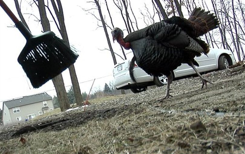 In this March, 2, 2012, photo, Godzilla, a wild turkey, walks around the front yard of the home belonging to Edna Geisler, 69 of Commerce Township, Mich. Geisler says she has been terrorized for a month by the wild turkey, which runs after and tries to attack her. (AP Photo/Detroit Free Press, Eric Seals))
