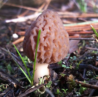 Morel mushroom (Bruce Andre)