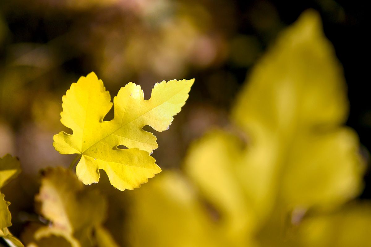 Golden fall leaves are on full display at Falls Park in Post Falls on Tuesday, Oct. 6, 2020.  (Kathy Plonka/The Spokesman-Review)