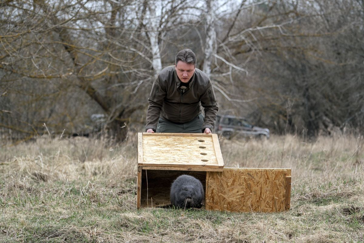Denis Vishnevskiy, chief of the unit of the Chernobyl Radiation and Ecological Biosphere Reserve, releases a beaver in a forest at the Chernobyl exclusion zone, Ukraine, Tuesday, April 13, 2021. To the surprise of many who expected the area might be a dead zone for centuries, wildlife is thriving: bears, bison, wolves, lynx, wild horses and dozens of bird species. According to scientists, the animals were much more resistant to radiation than expected, and were able to quickly adapt to strong radiation.  (Evgeniy Maloletka)