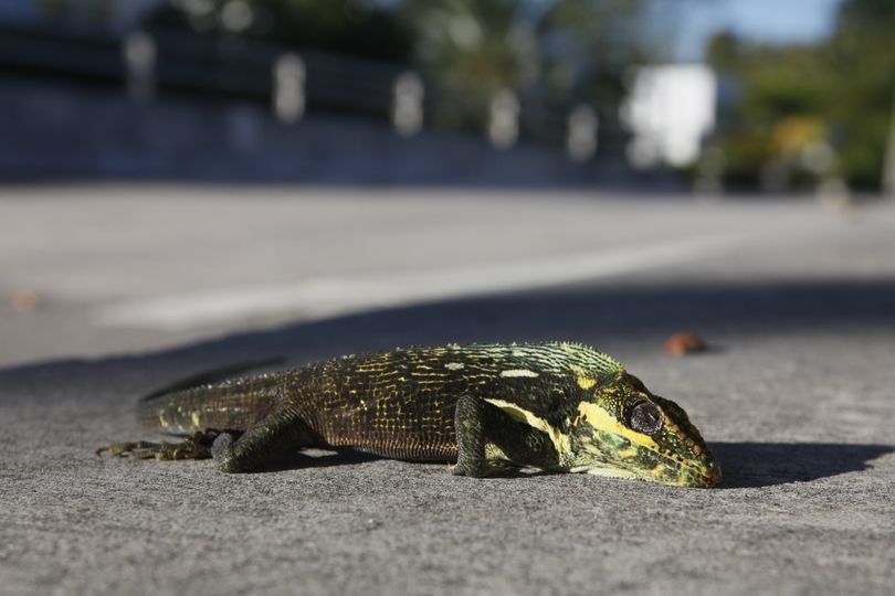 A stunned iguana lies on the sidewalk after having fallen from a tree Wednesday, Jan. 6, 2010 in Surfside, Fla. With temperatures in the 40's the non-native species becomes immobilized in the cold temperatures and fall from their perches. (Wilfredo Lee / Associated Press)