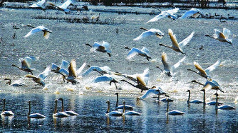 Tundra swans take flight from Calispell Lake near Usk, Wash. Each year, thousands of swans stop at the lake while they migrate north. 
 (Colin Mulvany / The Spokesman-Review)