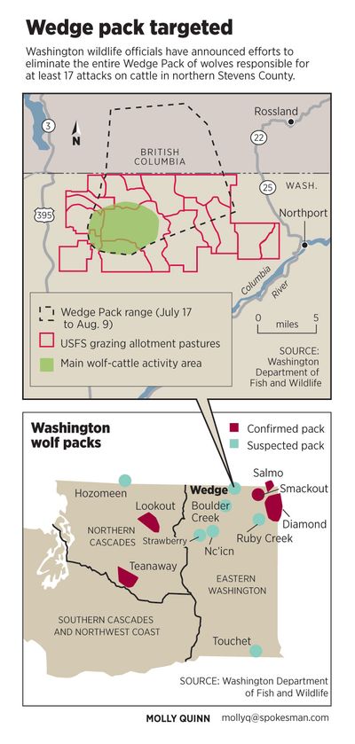 The Wedge Pack, one of about 12 wolf packs in Washington, has been targeted for lethal removal after numerous attacks on cattle in northern Stevens County during the summer of 2012.