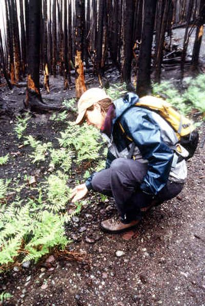 Ferns emerge from charred earth along the Loop Trail in the first spring after last summer's forest fires in Glacier National Park.
(Photos by Becky Lomax / The Spokesman-Review)