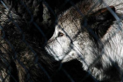 
During guided tours of the Wolf Education and Research Center in Winchester, a wolf might comeup to the fence and lick a person's palm if it's placed against the chain link. 
 (Mike Brodwater Handle Extra / The Spokesman-Review)