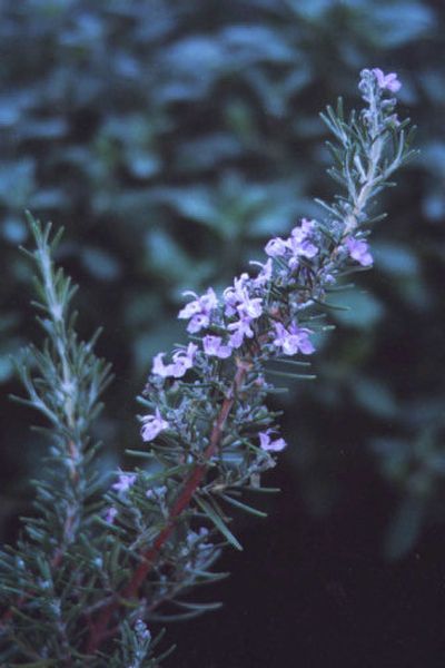 
Fresh rosemary is one of the fragrant plants that grow easily in the Northwest.
 (Associated Press / The Spokesman-Review)