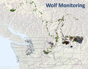 Graphic shows range of gray wolves captured in Washington and fitted with GPS collars for monitoring by Washington Department of Fish and Wildlife researchers. (Washington Fish and Wildlife Department)