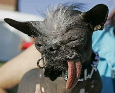Elwood, a Chinese Crested and Chihuahua mix, shows why he won the 2007 World's Ugliest Dog Contest   on Friday. Elwood was bought from a breeder who thought he was 