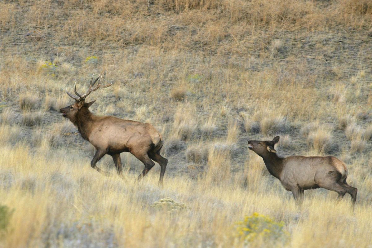 Elk roam on the Hanford Reach National Monument in Richland, Wash., on Oct. 11, 2005. Sen. Maria Cantwell says the Hanford Reach National Monument in eastern Washington is no longer under review for possible changes to the protections created for the natural landmark. (JACKIE JOHNSTON / Associated Press)
