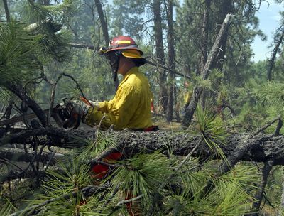 Spokane Valley Fire Department firefighter Sean Barrett limbs a downed tree during the wildland exercise in the south Spokane Valley on May 27. Students were taught the proper methods of chain saw use for brushing, slashing and limbing operations. (J. Bart Rayniak / The Spokesman-Review)