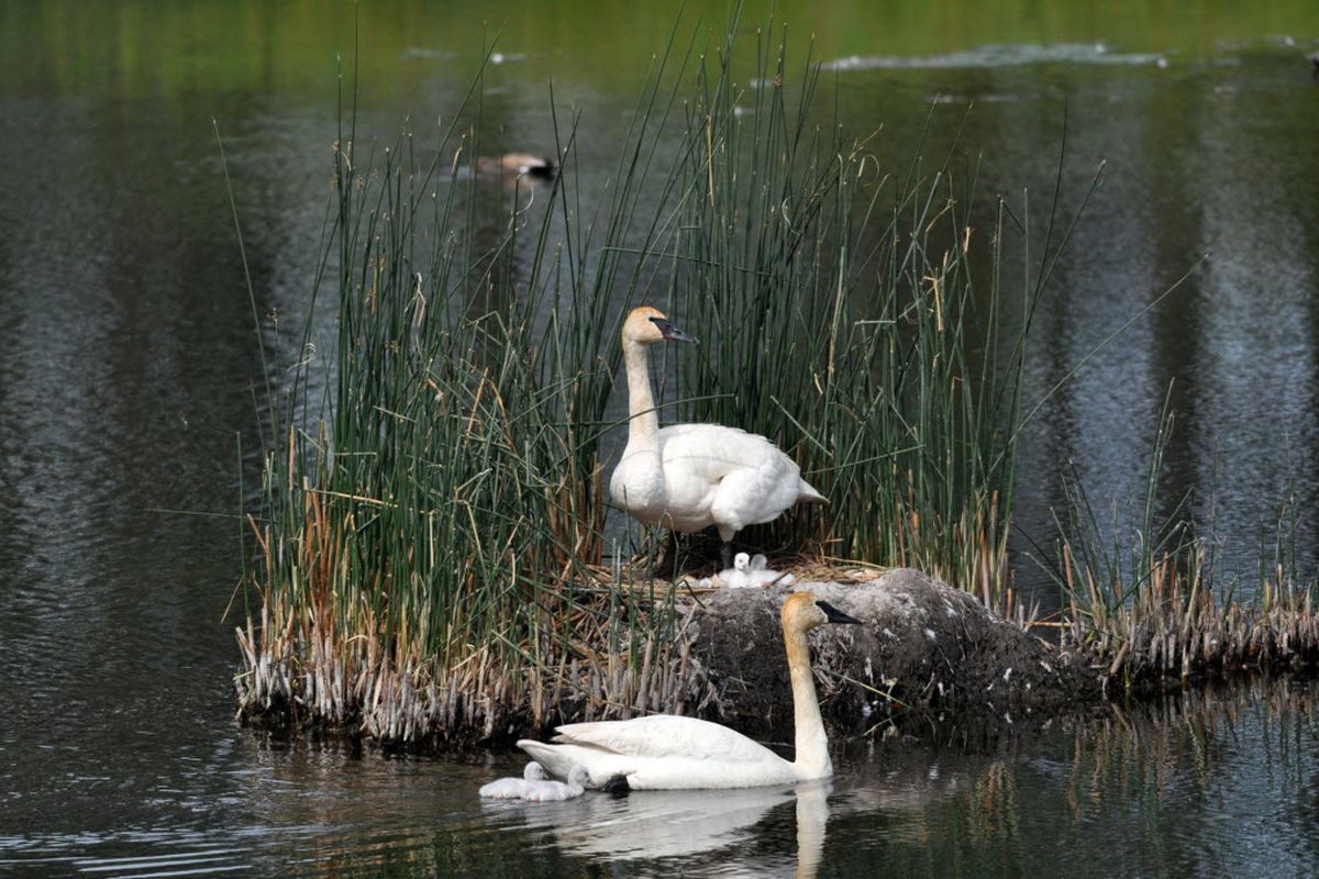 A female trumpeter swan at Turnbull National Wildlife Refuge rises above a newly hatched fifth cygnet on June 21, 2012, as two siblings look on from the nest. Her new mate had been across Middle Pine Lake, but brought two other cygnets hatched days earlier across the pond to take a look at the new arrival, the last of the five eggs to hatch. (Rich Landers)