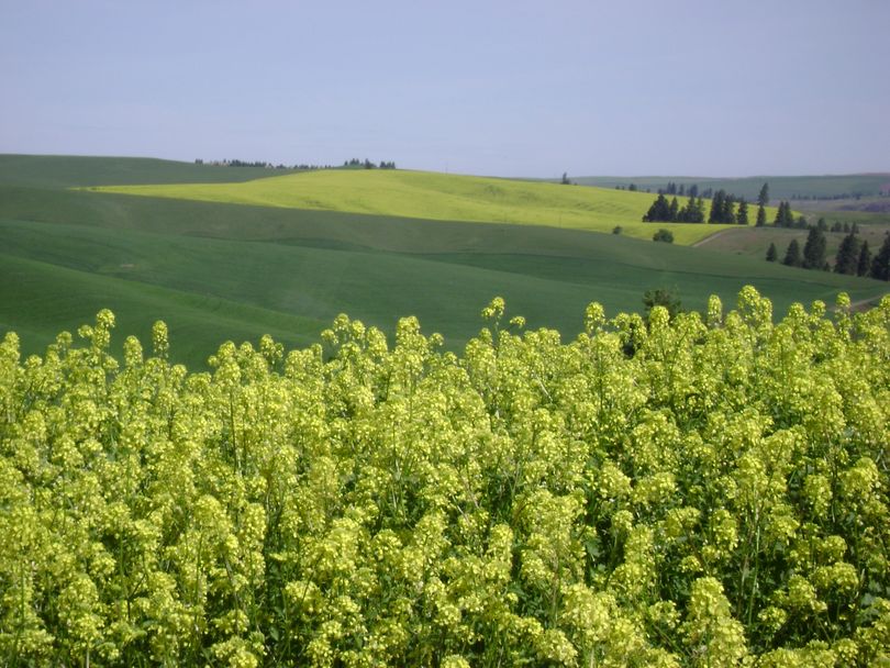 Small farmers, backyard gardeners, vineyard and orchard owners are realizing the benefits of mustard to their crops.  (Courtesy of Mighty Mustard)