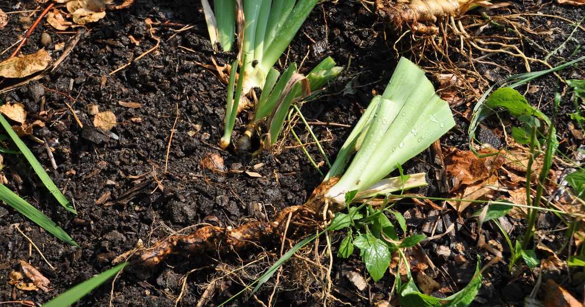 Gardening: Time to divide irises, daylilies