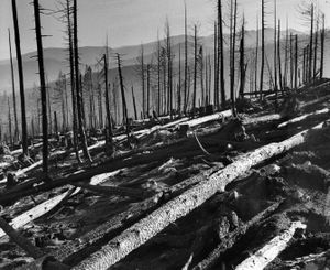 Downed timber and skeletons of trees stretched almost as far as the eye could see on the south slope of Sundance Mountain looking down toward Lost Creek. A total of 55,910 acres were blackened during the Sundance Fire in the Selkirk and Cabinet Mountains in August 1967.   (Photo Archive/The Spokesman-Review)