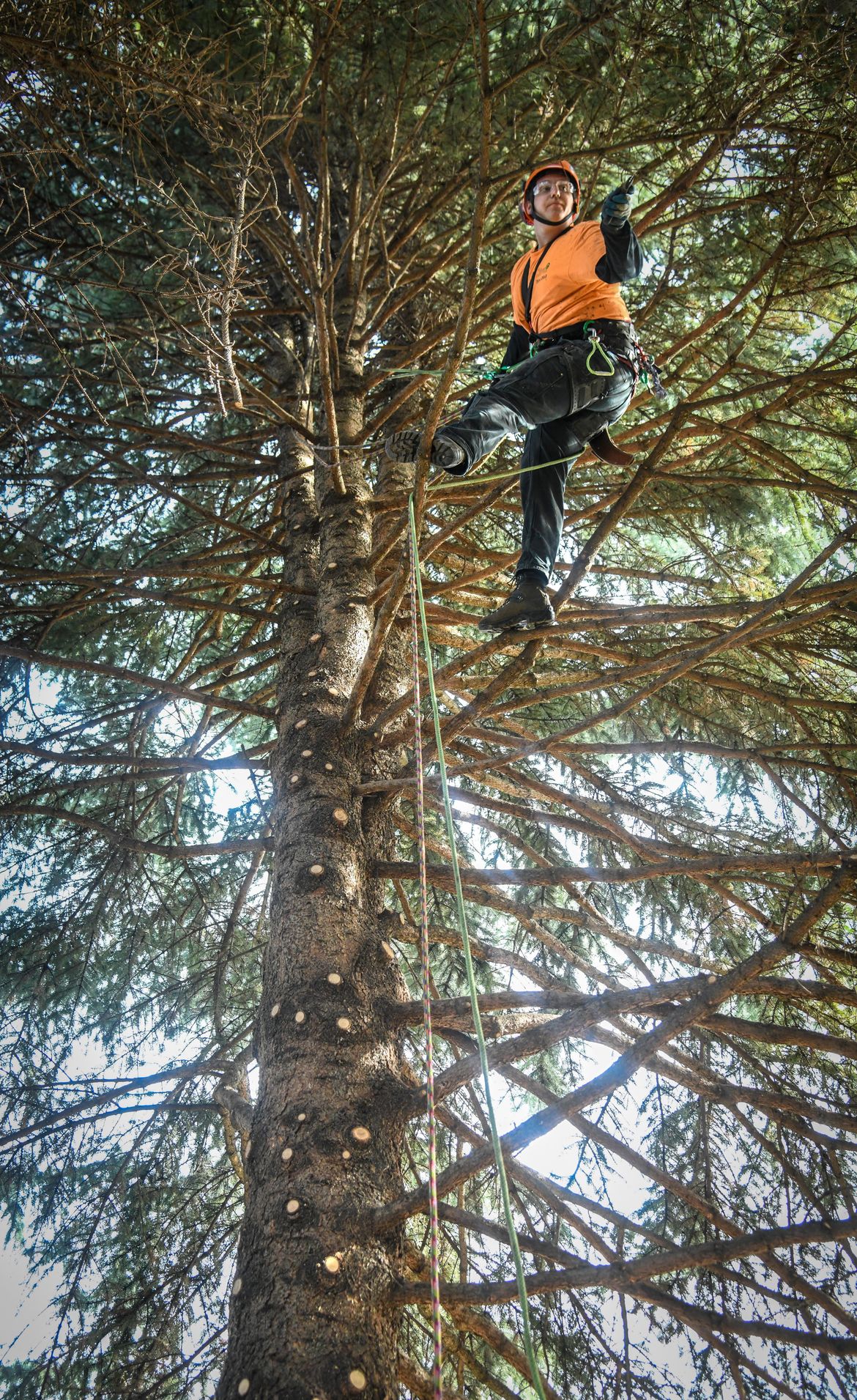 Spokane trees April 6, 2019 The SpokesmanReview