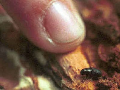 
Forest Service entomologist Carol Randall's finger points out a sleepy Douglas fir bark beetle, roused from its slumber by her ax, which ripped the beetle's hiding place from a tree. 
 (File/ / The Spokesman-Review)