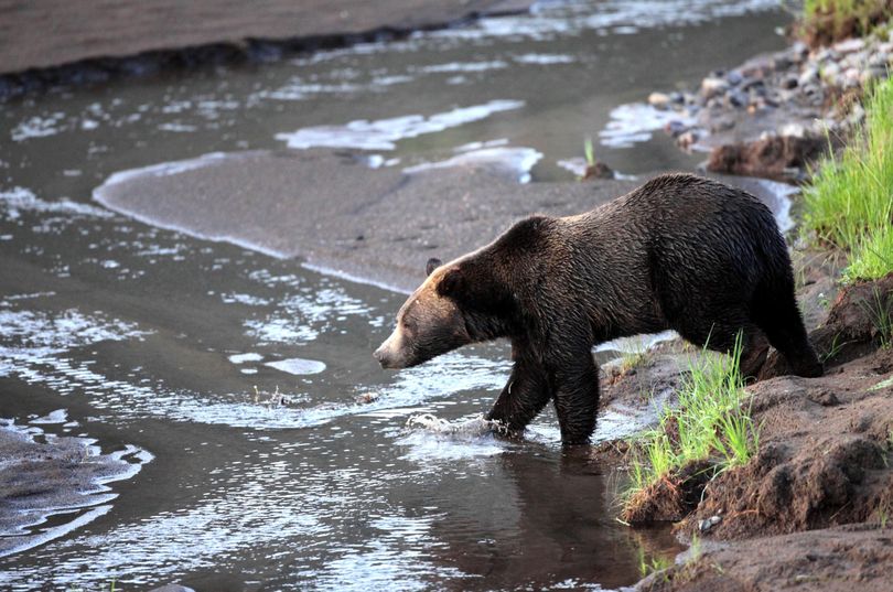 This  2012 photo provided by Wolves of the Rockies shows a grizzly bear near the Lamar Valley in Yellowstone National Park in Wyoming. (Marc Cooke/Wolves of the Rockies / Associated Press)