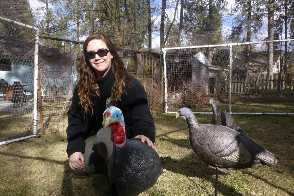 Candace Bennett, wildlife conflict specialist, arranged decoys in a pen trap designed to capture wild turkeys on Spokane’s South Hill. (Rich Landers / The Spokesman-Review)