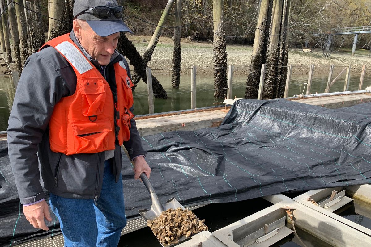 Bill Dewey, public affairs director at Taylor Shellfish, holds up a shovel full of small oyster seeds. After this stage, the small oysters move to a farm in the Puget Sound where they grow to be full sized.  (Laurel Demkovich/The Spokesman-Review)