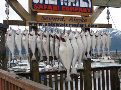 
Halibut are left hanging on a rack to be cleaned by local fishermen in Seward, Alaska. 
 (Carlos Munoz Associated Press / The Spokesman-Review)