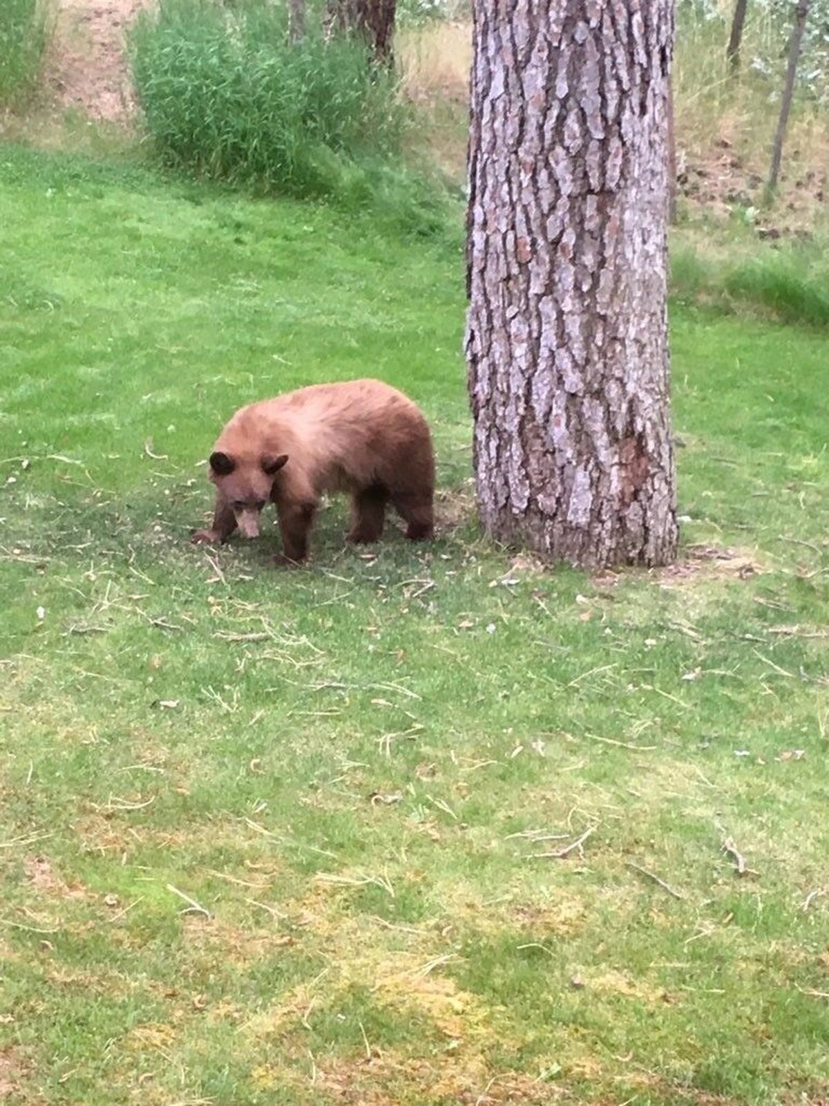 Pictured here is a bear spotted in the Spokane Valley last week.  (Courtesy of WDFW)