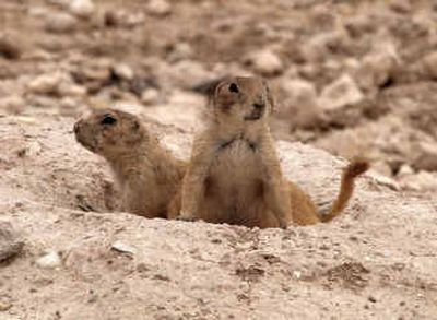 
Black-tailed prairie dogs are seen at the Living Desert State Park in Carlsbad, N.M. 
 (File/Associated Press / The Spokesman-Review)