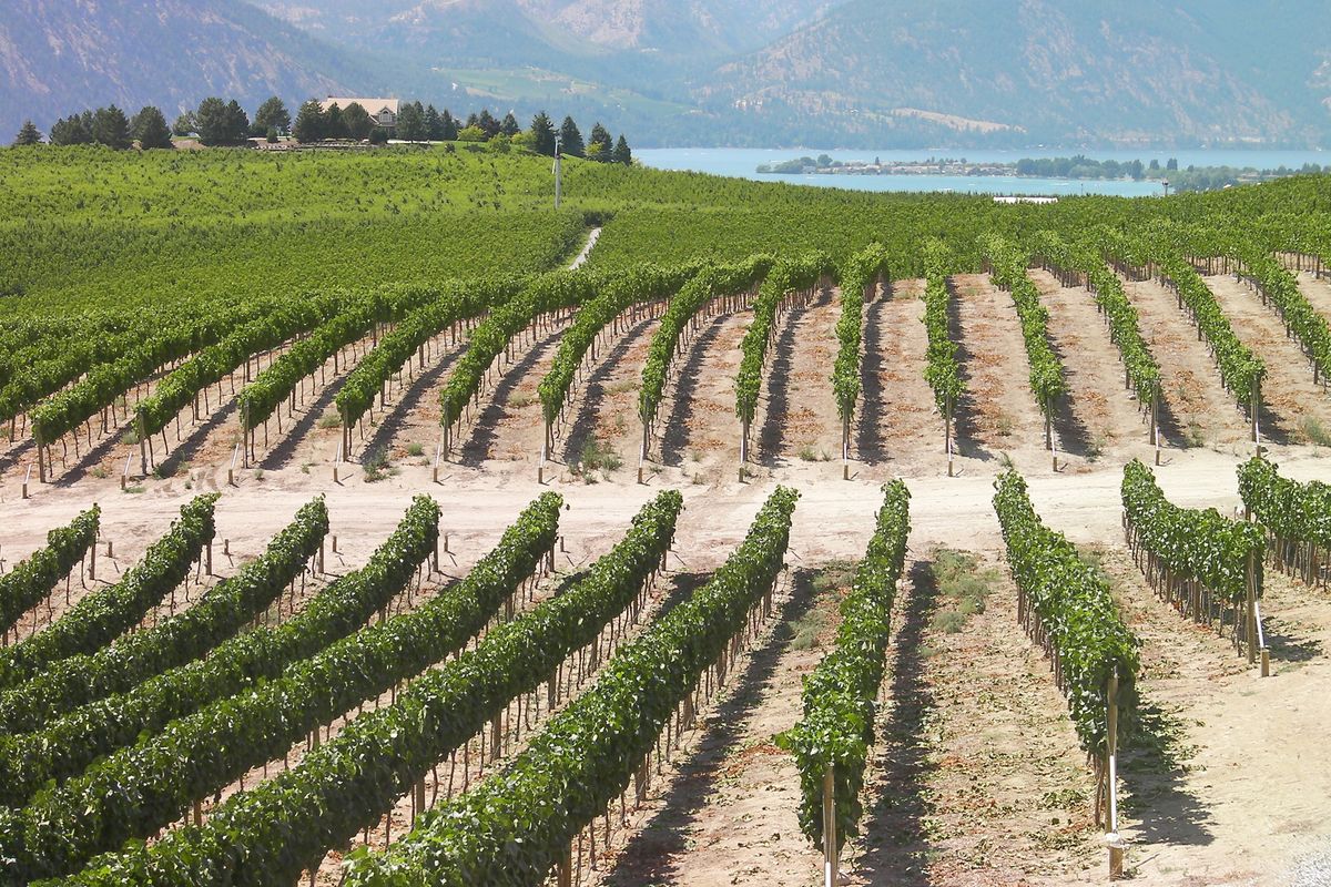 Lake Chelan has developed into wine country the past few years with vineyards growing on both sides of the lake. This is at Benson Vineyards Estate Winery on the north shore.
