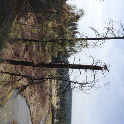 A Canada goose perches on top of a snag along the South Hill Bluff trails overlooking Hangman Creek. (Jim Kershner)