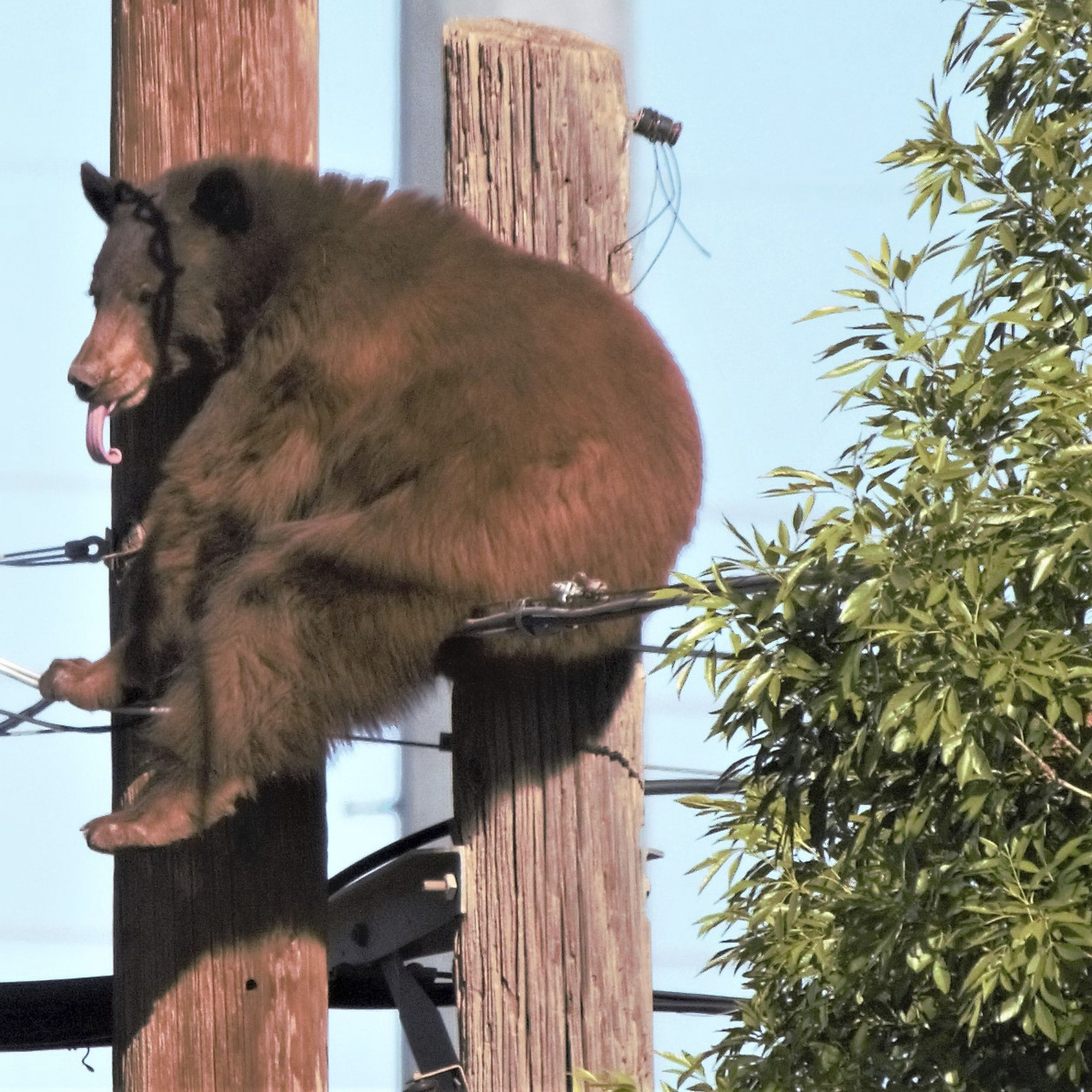 Bear has close call on utility poles in Arizona border city