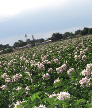 A field of flowering Ranger russet potato plants is pictured near Wilder, Idaho, on Wednesday. (Associated Press)
