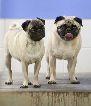 Two pug dogs named Harry, right, and Sally, are pictured at the Nebraska Humane Society in Omaha, Neb., Wednesday, Dec. 16, 2009. Police in the Omaha suburb of Papillion say the dogs fed on the body of their owner after he had killed himself. A Humane Society spokesman would not verify that the dogs had fed on the body, but said it would be normal behavior for dogs left without food or water for two weeks. The dogs, who are up for adoption, they will be carefully matched with new owners. (Nati Harnik / Associated Press)